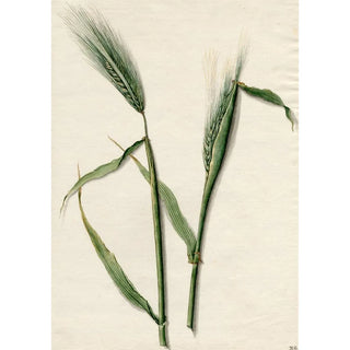 Barend Hendrik Thier - Gerst.webp
