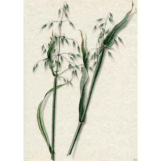 Barend Hendrik Thier - Haver.webp