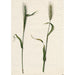 Rye - Barend Hendrik Thier — artwork view