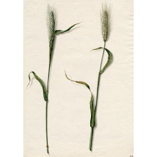 Barend Hendrik Thier - Rogge.webp