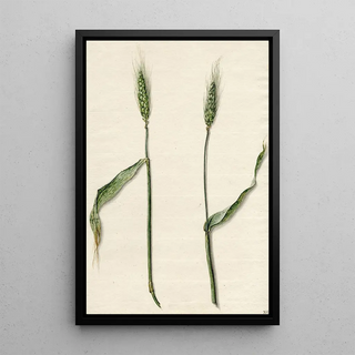 Barend Hendrik Thier - Tarwe.webp