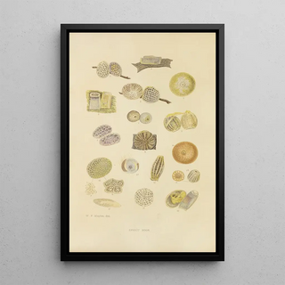 Barret And Sons - Insect Eggs.webp