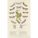 Micro-Lépidoptères ou mineuses de feuilles - Barret et Fils — artwork view
