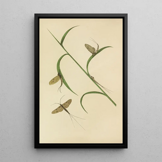 Barret And Sons - The May Fly Green And Fray Drake.webp