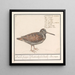 Bécasse Scolopax rusticola - Anselmus Botius de Boodt — quadro incorniciato alla parete