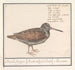 Bécasse Scolopax rusticola - Anselmus Botius de Boodt — vista dell’opera
