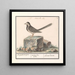 Bergeronnette grise Motacilla alba - Anselmus Botius de Boodt — gerahmtes Bild an der Wand
