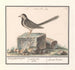 Bergeronnette grise Motacilla alba - Anselmus Botius de Boodt — Ansicht des Kunstwerks
