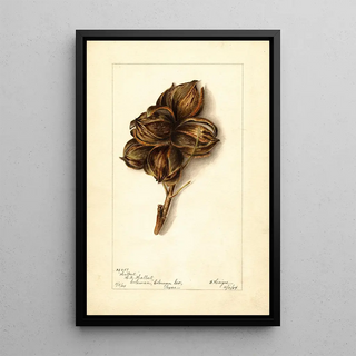 Bertha Heiges - Carya Halberta.webp