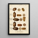 Carya illinoinensis - Bertha Heiges — framed artwork on a wall