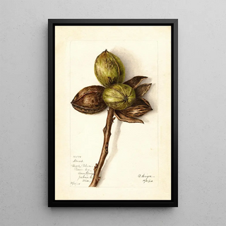 Bertha Heiges - Carya illinoinensis Stuart.webp