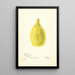 Citrus aurantiifolia Castleman - Bertha Heiges — gerahmtes Bild an der Wand