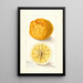 Reproduction of the painting Citrus sinensis Washington Navel - Bertha Heiges