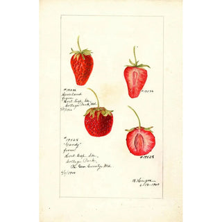 Bertha Heiges - Fragaria.webp