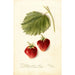 Fragaria Marshall - Bertha Heiges — artwork view