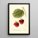Fragaria Marshall - Bertha Heiges — framed artwork on a wall