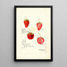 Fragaria - Bertha Heiges — framed artwork on a wall