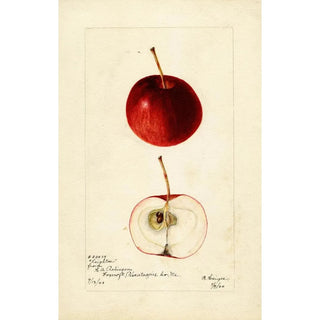 Bertha Heiges - Malus domestica Leighton.webp
