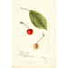 Riproduzione del dipinto Prunus avium Socsany White - Bertha Heiges