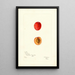 Reproduction of the painting Prunus domestica Jones - Bertha Heiges