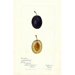 Bertha Heiges - Prunus domestica Middleburg.webp