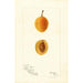 Reproduction of the painting Prunus domestica Silver Prune - Bertha Heiges