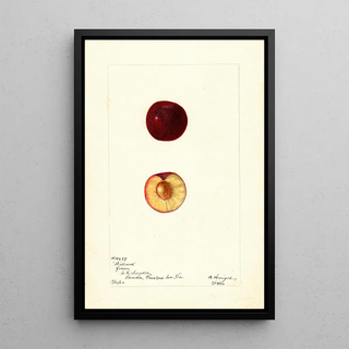 Bertha Heiges - Prunus domestica Willard.webp