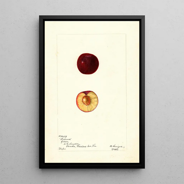 Prunus domestica Willard - Bertha Heiges — quadro incorniciato alla parete