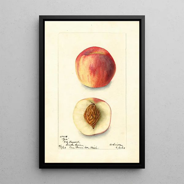 Prunus persica Zea - Bertha Heiges — quadro incorniciato alla parete