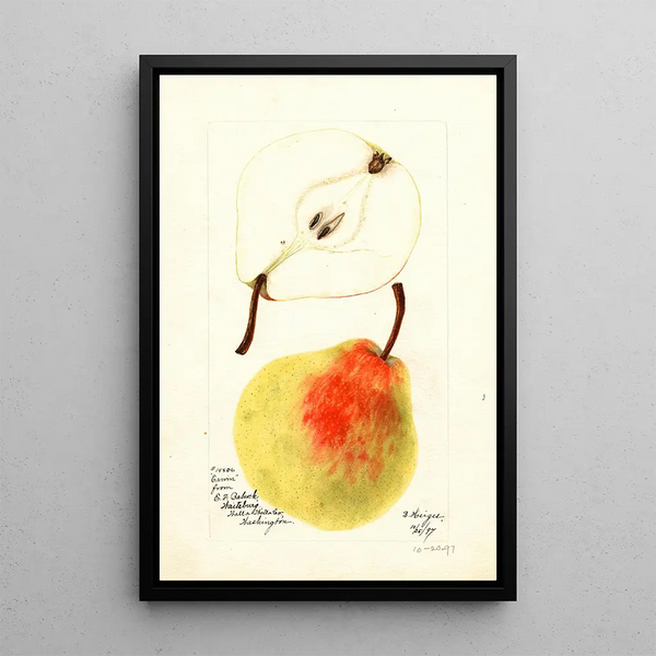 Pyrus communis Erwin - Bertha Heiges — quadro incorniciato alla parete