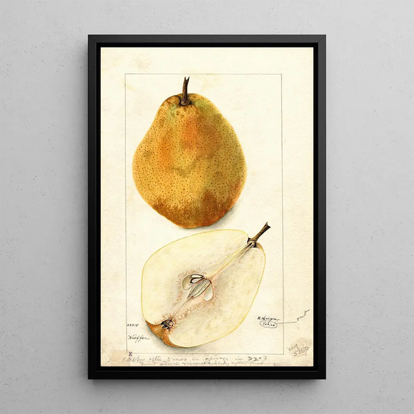 Riproduzione del dipinto Pyrus communis Kieffer - Bertha Heiges
