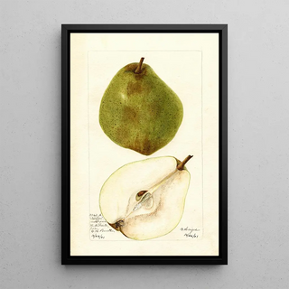 Bertha Heiges - Pyrus communis Kieffer Most Green.webp