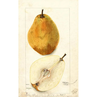 Bertha Heiges - Pyrus communis Kieffer.webp