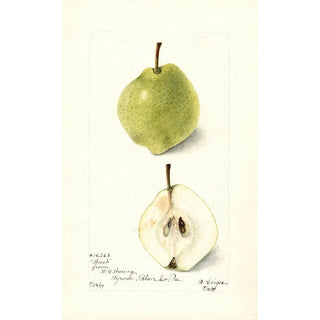 Bertha Heiges - Pyrus communis Wiest.webp