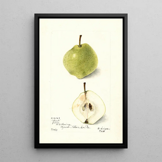 Bertha Heiges - Pyrus communis Wiest.webp