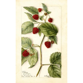Bertha Heiges - Rubus Cuthbert.webp