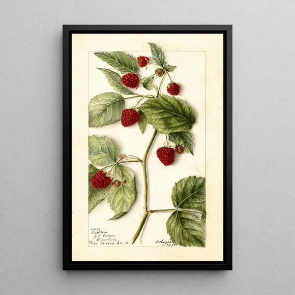 Rubus Cuthbert - Bertha Heiges — quadro incorniciato alla parete