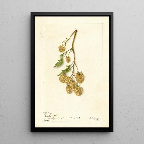 Rubus Iceberg - Bertha Heiges — quadro incorniciato alla parete