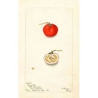 Bertha Heiges - Solanum aviculare.webp