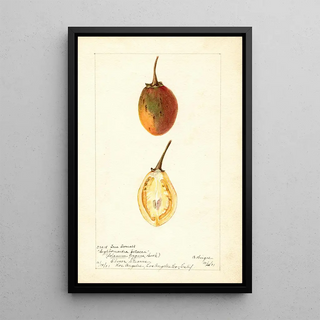 Bertha Heiges - Solanum betaceum.webp