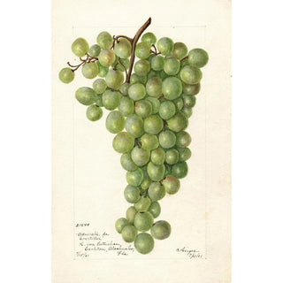 Bertha Heiges - Vitis Admirable de Courtiller.webp