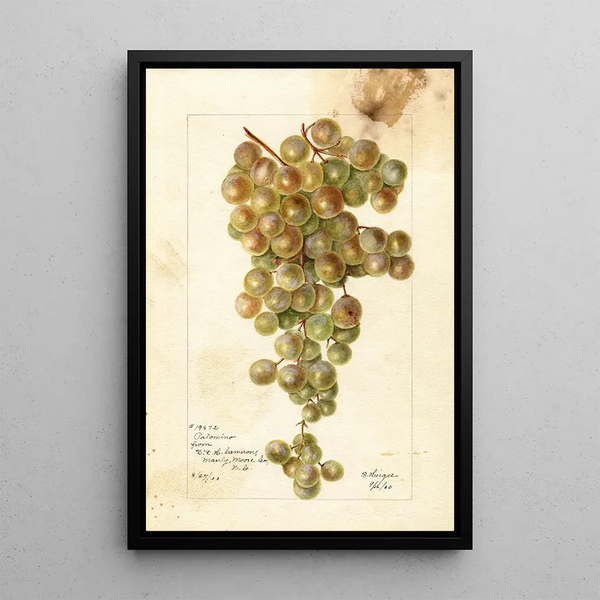 Vitis Palomino - Bertha Heiges — quadro incorniciato alla parete