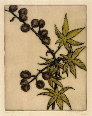 Bertha Jaques - Castor Bean.webp