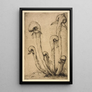 Bertha Jaques - Darlingtonia.webp