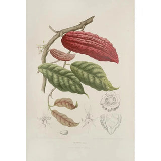 Berthe Hoola van Nooten - Fleurs fruits et feuillages choisis de lille de Java Pl04.webp