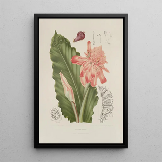 Berthe Hoola van Nooten - Fleurs fruits et feuillages choisis de lille de Java Pl06.webp