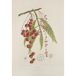 Berthe Hoola van Nooten - Fleurs fruits et feuillages choisis de lille de Java Pl12.webp