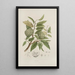 Java Island Flowers, Fruits, and Foliage Selected Painting Pl19 - Berthe Hoola van Nooten — framed artwork on a wall