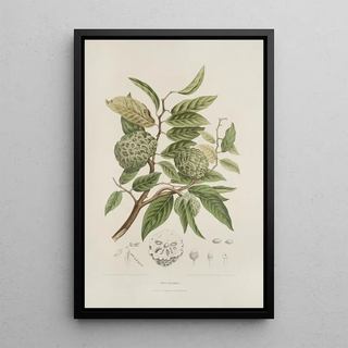 Berthe Hoola van Nooten - Fleurs fruits et feuillages choisis de lille de Java Pl19.webp