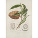 Flowers, fruits and foliage from the island of Java Pl20 - Berthe Hoola van Nooten — artwork view